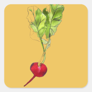Radish vegetable watercolour illustration art square sticker