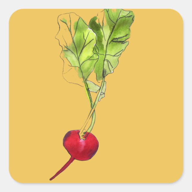Radish vegetable watercolour illustration art square sticker (Front)