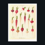 Radishes Botanical Illustration from Seed Catalogu Postcard<br><div class="desc">This postcard features a vintage botanical illustration from the Benary seed catalogue showing different types of radishes.</div>