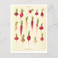 Radishes Botanical Illustration from Seed Catalogu