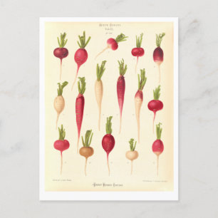 Radishes Botanical Illustration from Seed Catalogu Postcard