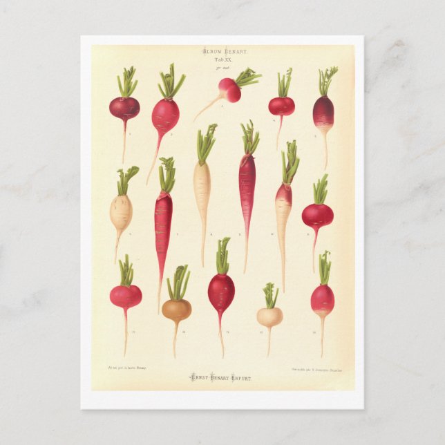 Radishes Botanical Illustration from Seed Catalogu Postcard (Front)