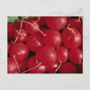 Radishes Photo Postcard