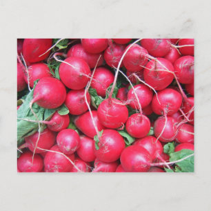 Radishes Postcard