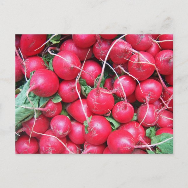 Radishes Postcard (Front)