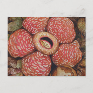 Rafflesia Of Borneo Watercolor Art Postcard