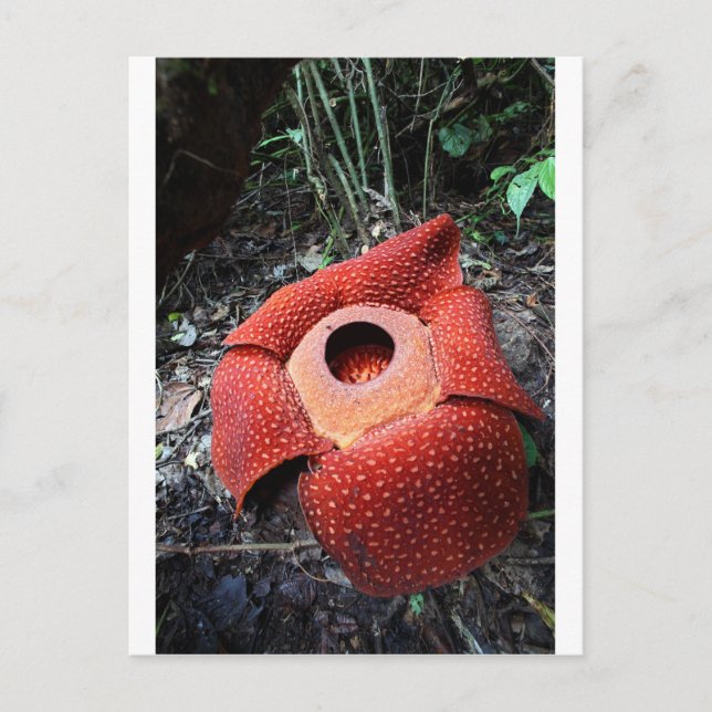 Rafflesia parasitic flower postcard (Front)