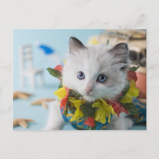 Rag Doll Kitten and Summer Vacation Postcard (Front)