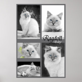 ragdoll baby poster 2