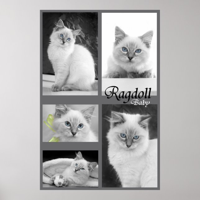 ragdoll baby poster 2 (Front)