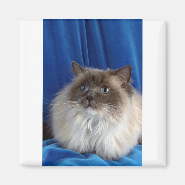 Ragdoll, blue point magnet (Front)