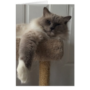 Ragdoll Cat