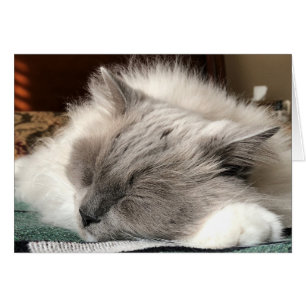 Ragdoll Cat