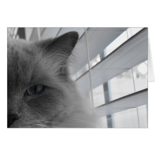Ragdoll Cat
