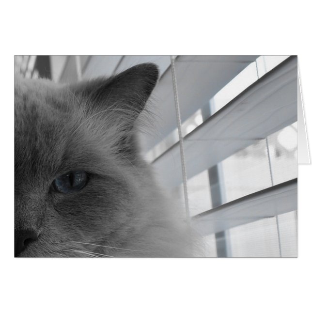 Ragdoll Cat (Front Horizontal)