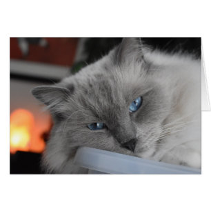 Ragdoll Cat