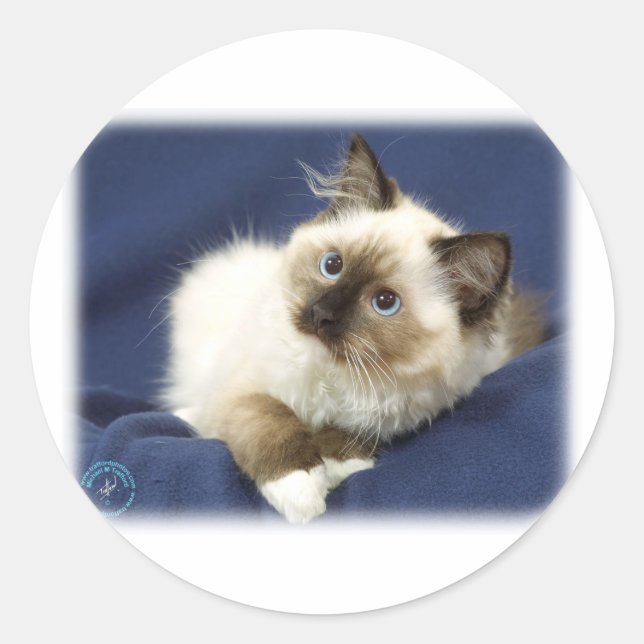 Ragdoll Cat 9W082D-011 Classic Round Sticker (Front)