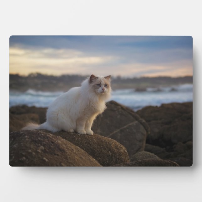 Ragdoll Cat At The Beach Plaque (Front)