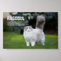 Ragdoll Cat Breed