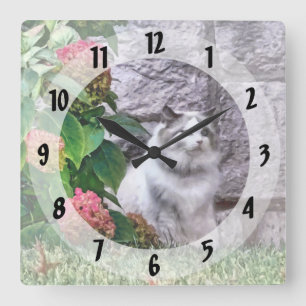 Ragdoll Cat By Hydrangea Square Wall Clock