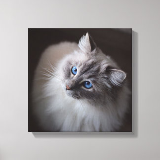 Ragdoll Cat Canvas - Millie's Blue Eyes Print