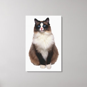 Ragdoll Cat Canvas Print