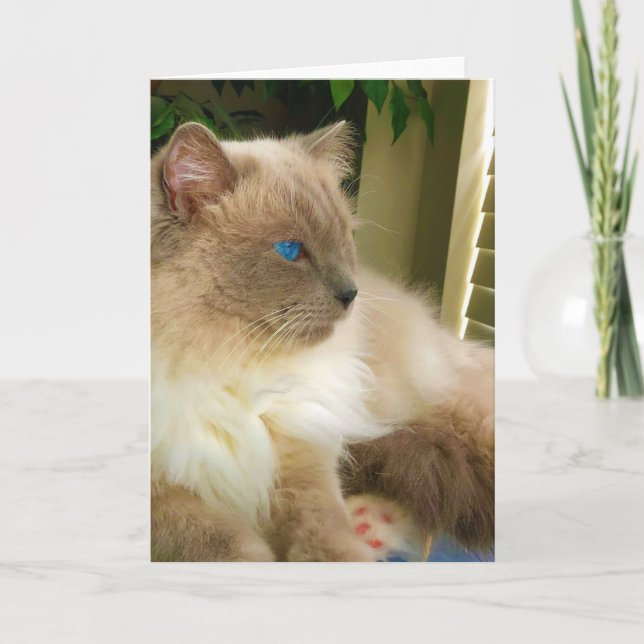 Ragdoll Cat Card (Front)