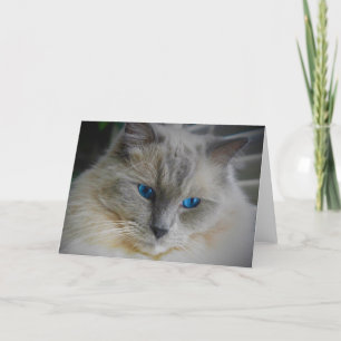 Ragdoll Cat Card