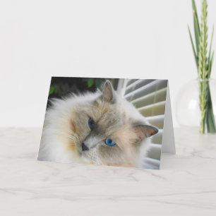 Ragdoll Cat Card