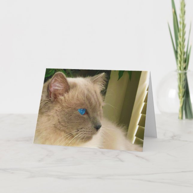 Ragdoll Cat Card (Front)