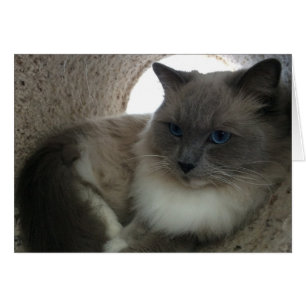 Ragdoll Cat, Card