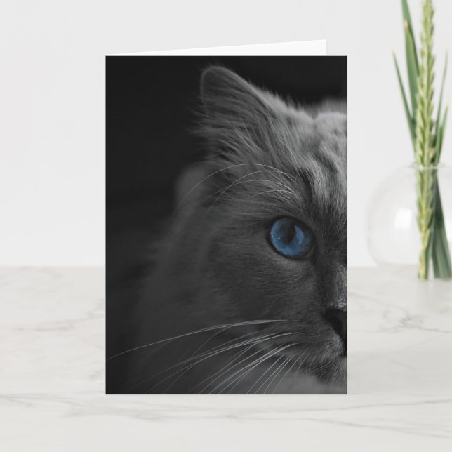 Ragdoll Cat, card (Front)