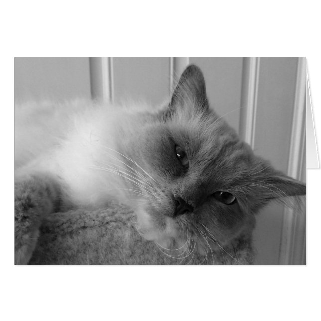 Ragdoll Cat, Card (Front Horizontal)