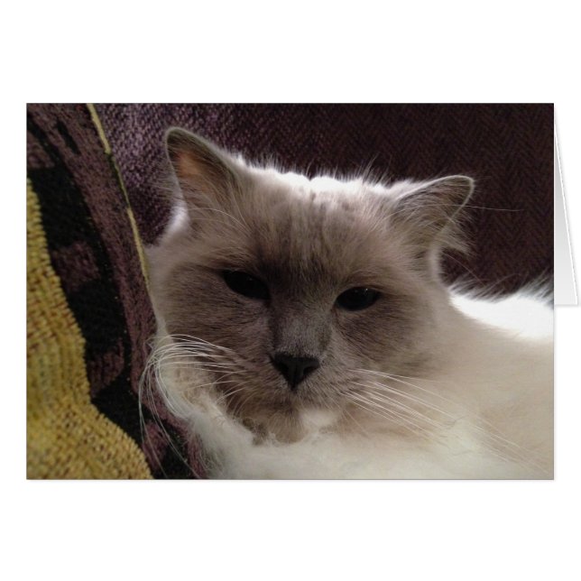 Ragdoll Cat, Card (Front Horizontal)