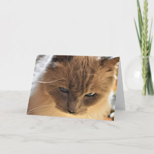 Ragdoll Cat, card