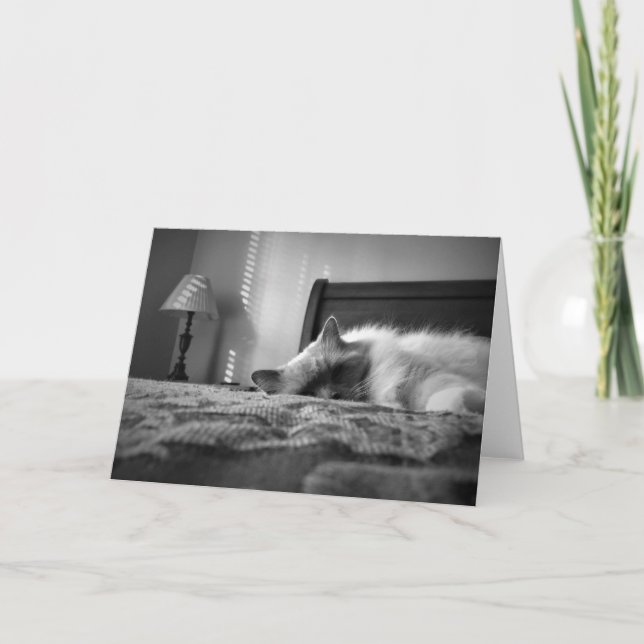 Ragdoll Cat Card (Front)