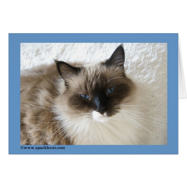 Ragdoll Cat Card (Front Horizontal)