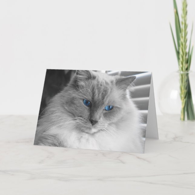 Ragdoll Cat Card (Front)