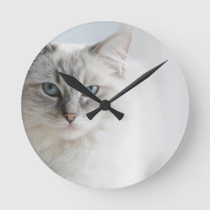 ragdoll cat clock