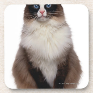 Ragdoll Cat Coaster