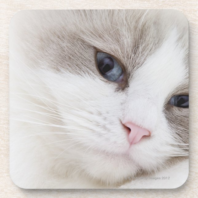 Ragdoll cat coaster (Front)