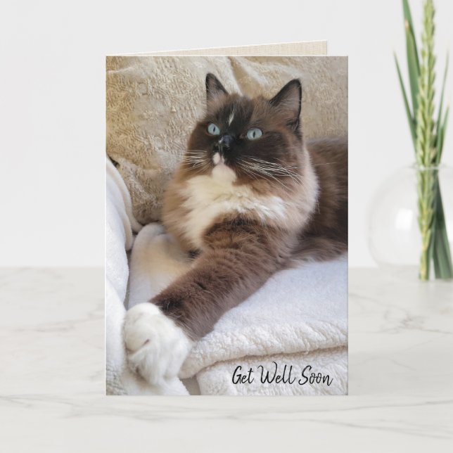 Ragdoll Cat Get Well Soon Card (Front)