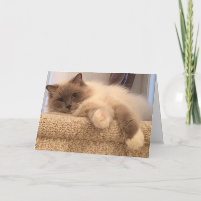 Ragdoll Cat Greeting Card (Front)
