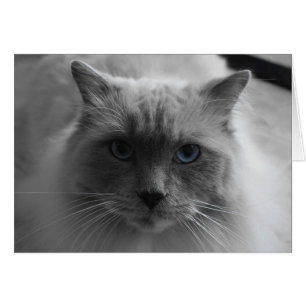 Ragdoll Cat / Isolated Colour