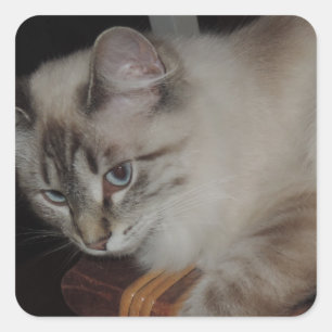 Ragdoll Cat Kitten Original Photo Design Square Sticker