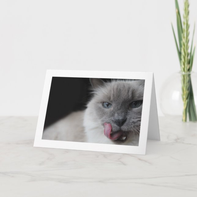 Ragdoll cat licking lips. card (Front)