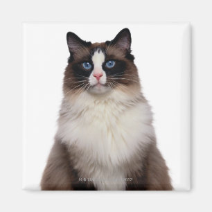 Ragdoll Cat Magnet