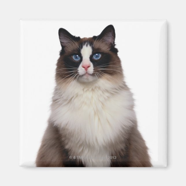 Ragdoll Cat Magnet (Front)