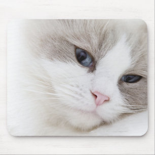 Ragdoll cat mouse mat