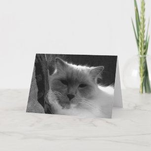 Ragdoll Cat - noir, Card